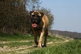 BULLMASTIFF 414